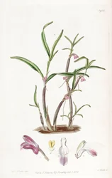 Cladobium graminifolium (come sin. Scaphyglottis violacea)